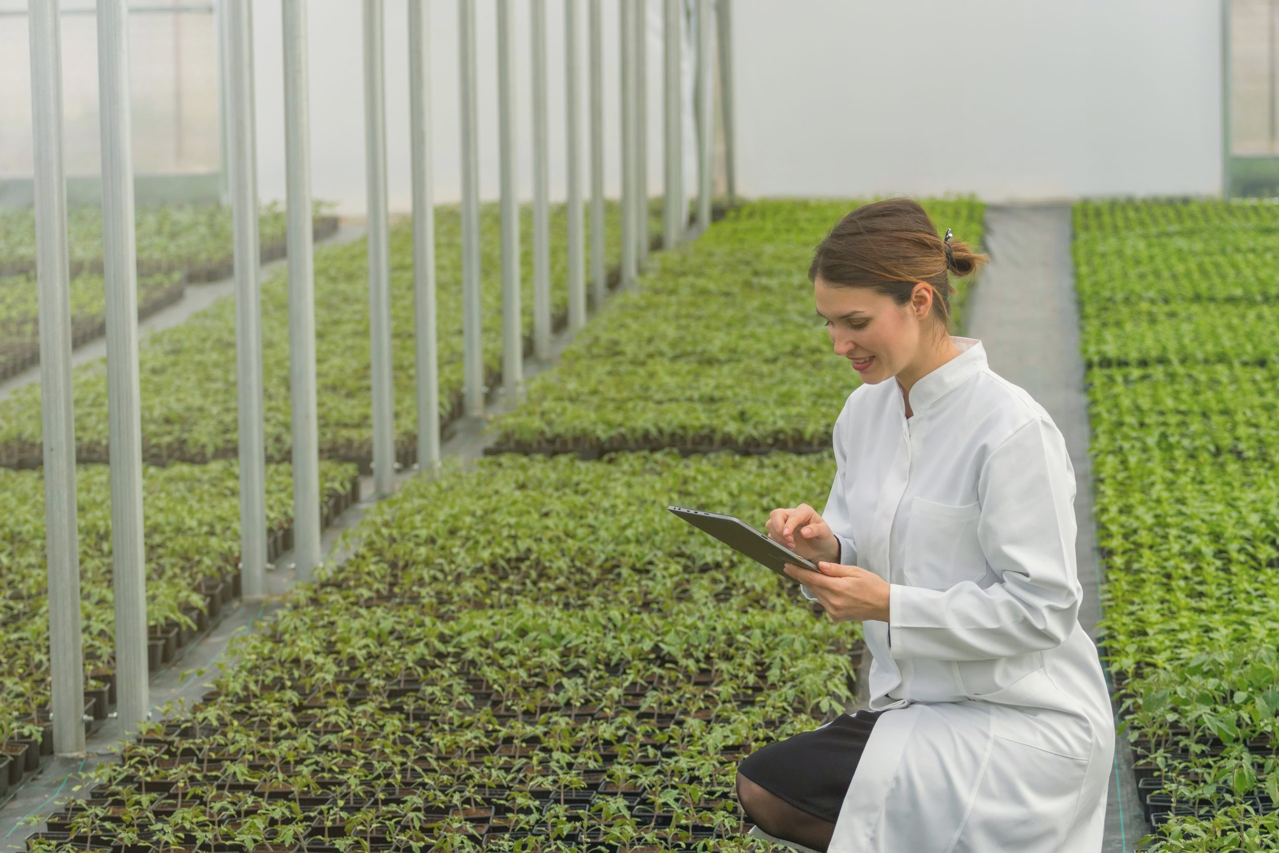 bigstock-Greenhouse-Seedlings-Growth-F-231737914-scaled