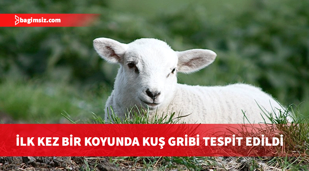 İngiltere'deki çiftlikte kuş gribi ilk kez koyunda görüldü