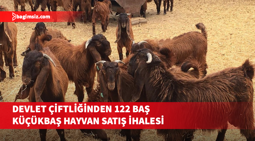 Devlet Üretme Çiftliği oğlak keçi ve teke satışı yapacak