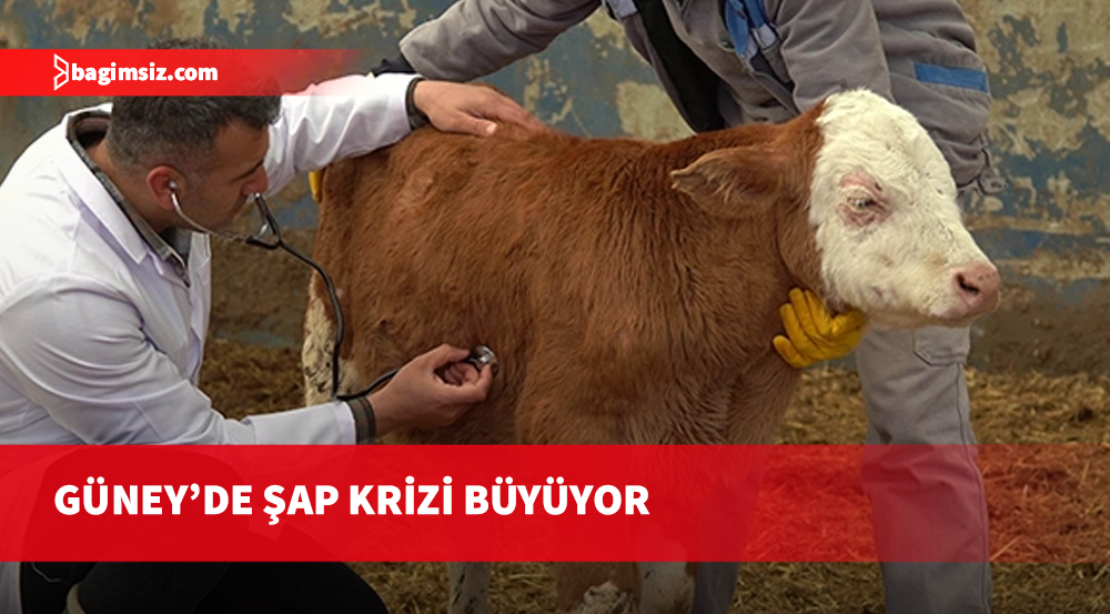 Güney Kıbrıs'ta şap 49 çiftliğe yayıldı