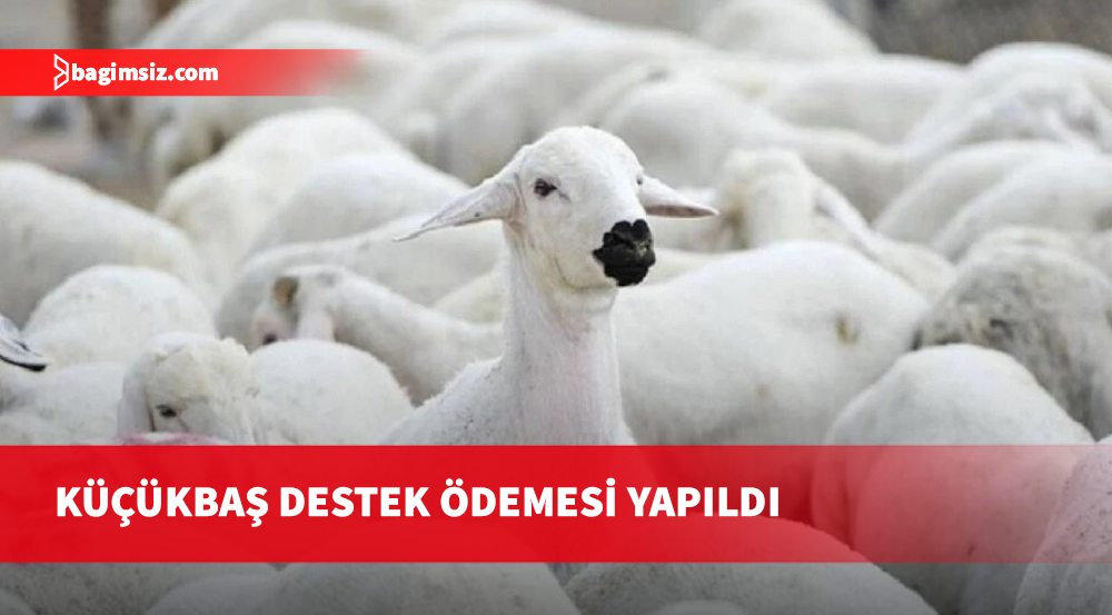 Küçükbaş hayvan başı destek ödemesi yapıldı
