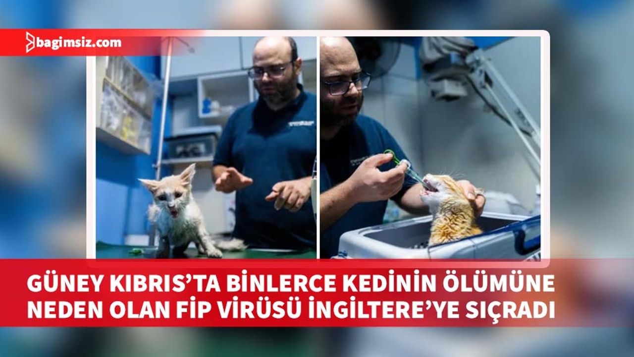 Güney Kıbrıs’tan İngiltere’ye götürülen bir kedinin, FİP türü  koronavirüs taşıdığını saptandı