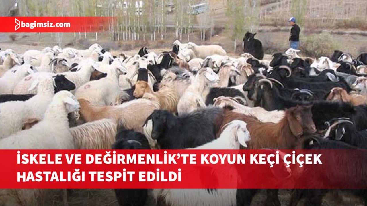 İskele ve Değirmenlik’te Koyun Keçi Çiçek Hastalığı tespit edildi…Acil aşılama yapılacak