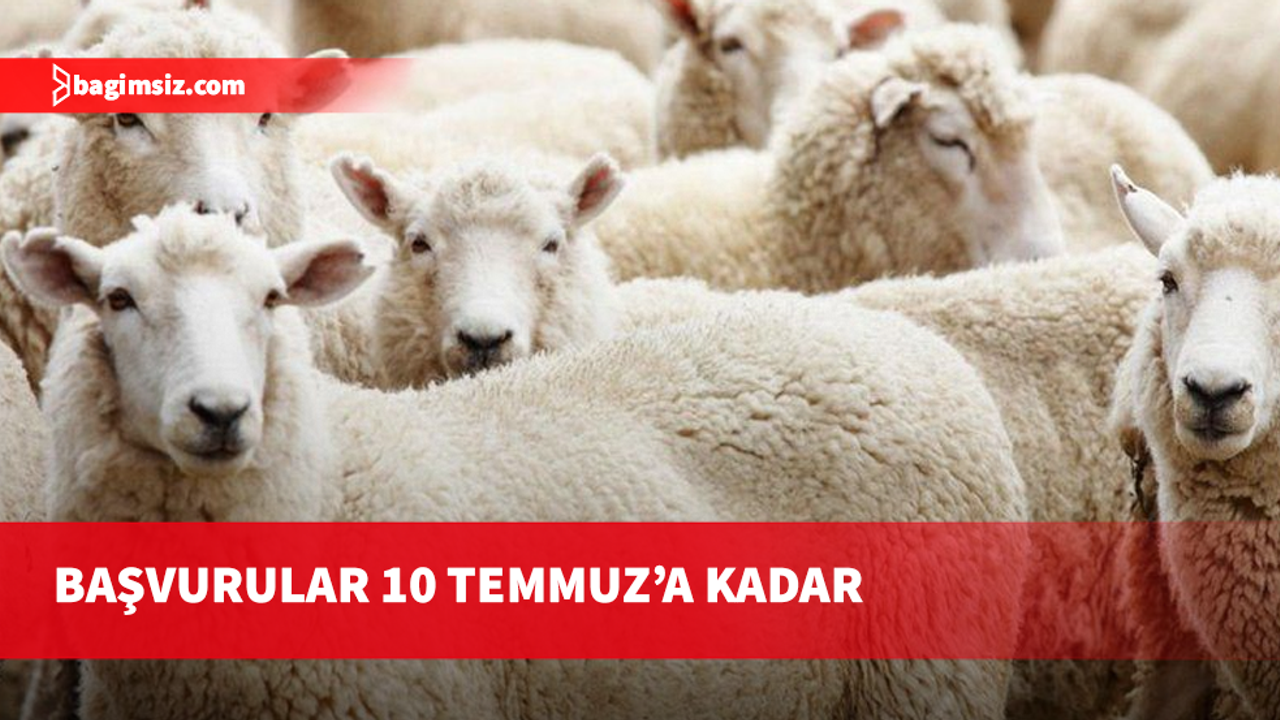 DÜÇ'ten kasaplık hayvan satışı