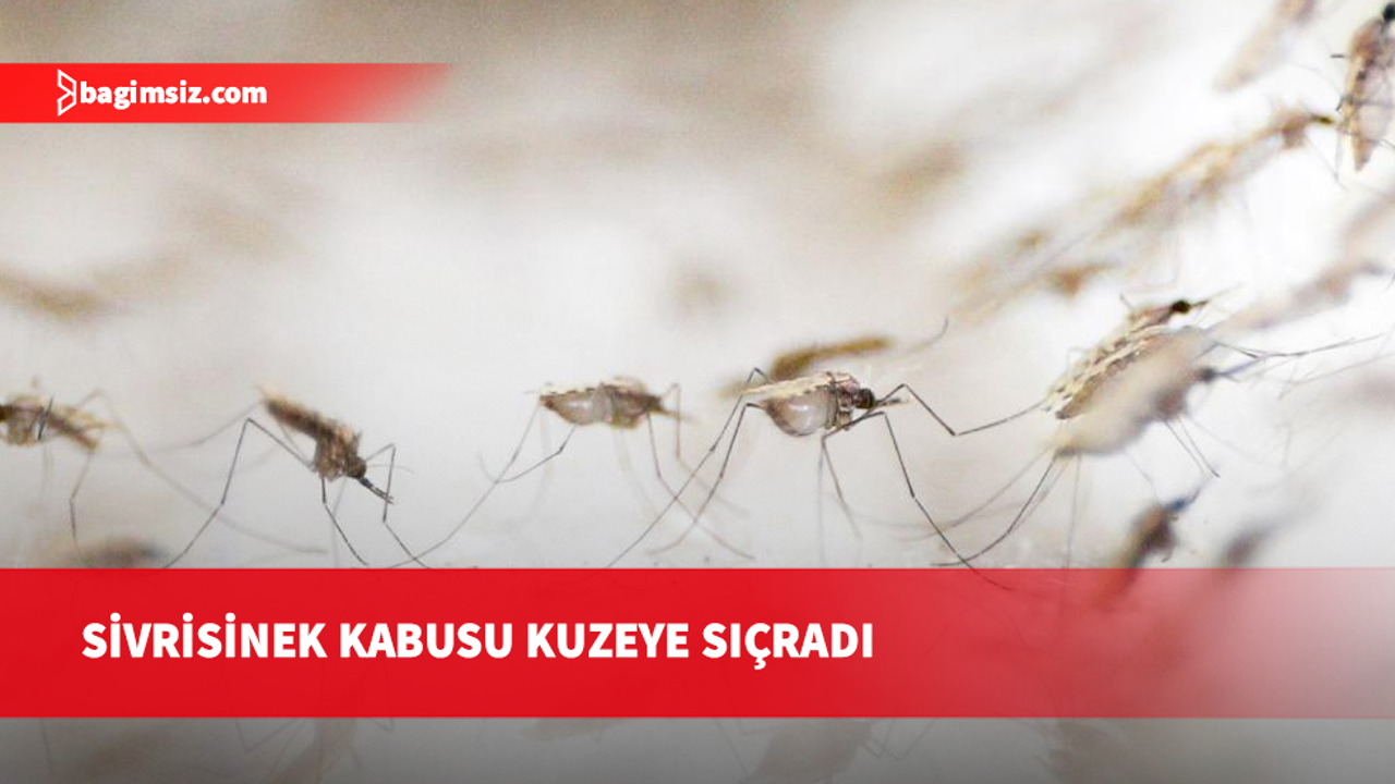AB'de Batı Nil virüsü vakaları rekor seviyeye ulaştı