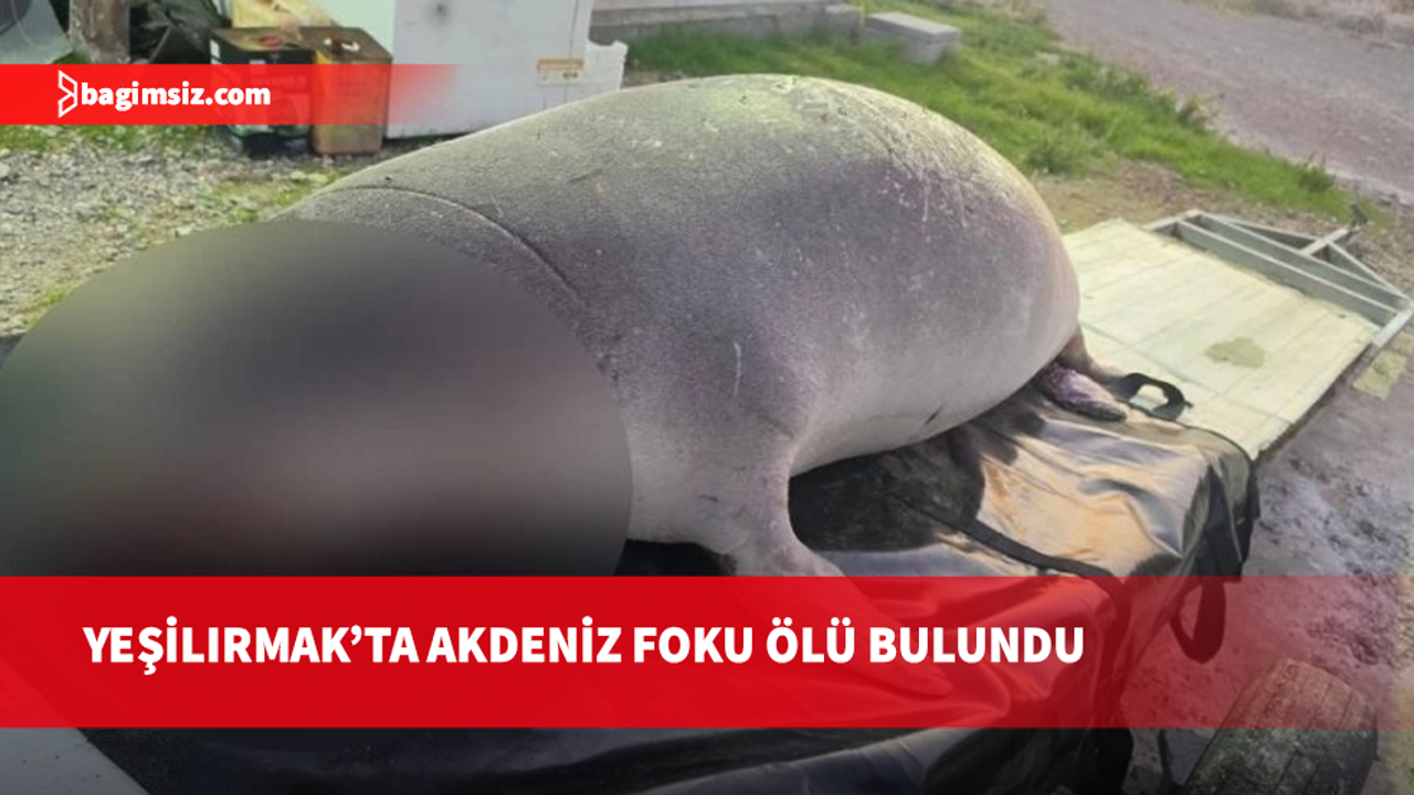 Yeşilırmak’ta nesli tehlike altındaki Akdeniz foku ölü bulundu