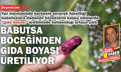 Ülkede babutsa bırakmayan böcek meğer neymiş!