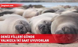 Deniz filleri derin dalış sırasında incelendi