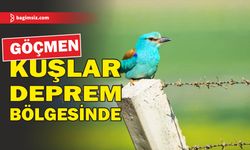 Göçmen kuşlar deprem bölgesinde görüntülendi