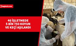 Koyun keçi çiçeği hastalığıyla mücadele kapsamında binlerce küçükbaş aşılandı