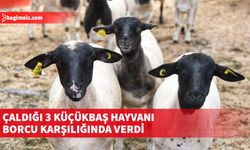 Serhatköy’de hayvan hırsızlığı