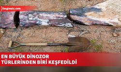 30 metrelik Chucarosaurus Diripienda aşağı yukarı bir mavi balinayla aynı uzunlukta