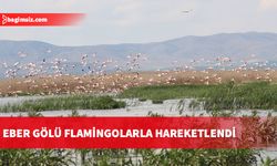 Eber Gölü flamingolarla hareketlendi