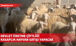 Kuzu ve oğlaklar kapalı zarf yöntemi ile canlı ağırlık üzerinden satılacak