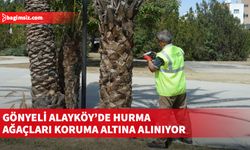 Gönyeli Alayköy Belediyesi hurma ağaçlarında palmiye böceğine karşı kökten ilaçlama yöntemiyle mücadele başlattı