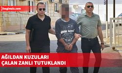 Serhatköy’deki bir ağıldan 3 kuzu çalınmasıyla ilgili yürütülen soruşturmada bir kişi tutuklandı