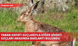 IFAW araştırması: Yaban hayatı suçlarıyla diğer şiddet suçları arasında ciddi bağlantı var