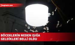 "Böcekler ışığın tuzağına düşüyor"