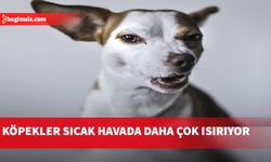 Harvardlı bilim insanlarına göre sıcaklığın köpekler üzerinde beklenmedik bir yan etkisi var