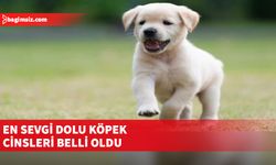 İngiltere’nin ünlü köpek eğitmeni Fernandez, en sevgi dolu evcil köpek cinslerini sıraladı