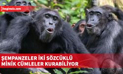 "Şempanzeler, seslerin anlamlarını da biliyorlar"