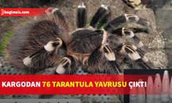 Örümceklerin Kırıkkale Üniversitesi uzmanlarınca 8 farklı türdeki yavru tarantula olduğu belirlendi