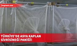 Asya kaplan sivrisineği, Türkiye'nin tüm sahil kesimine yayıldı; kapsamlı mücadele başlatıldı