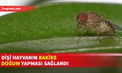 Genetik mühendisliğinde bir ilk