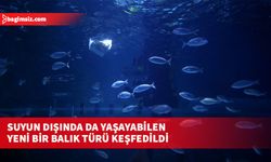 Yeni balık türü kendi isteğiyle sudan çıktı, saatlerce dışarıda kaldı ve nefes almaya devam etti