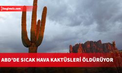  Arizona'nın Phoenix şehrindeki bir botanik bahçesindeki kaktüsler son günlerdeki sıcak hava koşulları nedeniyle öldü