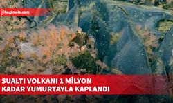 Aktif olduğu ortaya çıkan sualtı volkanının mantı şeklinde "1 milyon kadar" yumurtayla kaplandığı keşfedildi