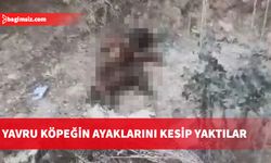 Bursa’da ayakları kesilerek yakılmış bir köpek yavrusu bulundu