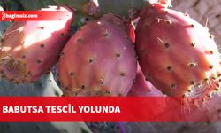 Babutsa tiplerinin belirlenmesi çalışması için seleksiyon projesi sürüyor