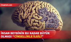 Simülasyon, insan beyninin boyutunun cinsel olgunlaşma sürecinde büyüdüğünü gösterdi