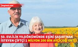 Bir çiftçi, 50. evlilik yıldönümü için 32,3 hektarlık alana ayçiçeği ekerek eşini şaşırttı