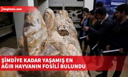 39 milyon yıllık fosillerine rastlandı