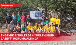 Endemik bitkilerden Delphinium Caseyi Koruma Programı’nın ilk yılında büyük başarı elde edildi