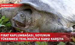 Kaplumbağanın lezzetli bir yemek olarak görülmesi soyunu tehdit ediyor