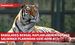 Bangladeş, nesli tükenme tehdidi altında olan Bengal kaplanlarının doğaya salınması planını durdurdu