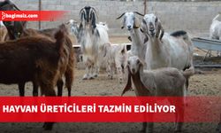 Büyük ve küçük baş hayvanları zarar gören üreticiler tazmin edilecek