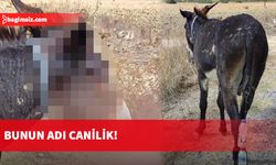 Dipkarpaz’da koruma alanında ayaklarına ip ve pet şişe bağlanan yaralı bir eşek bulundu