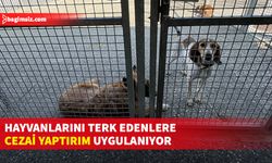 Hayvan haklarının anayasal güvenceye alındığı İsviçre’de sahipsiz hayvanlara barınaklarda gönüllü bakılıyor