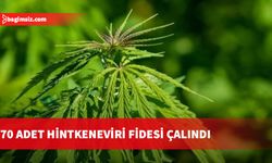 Limasol’da endüstriyel hintkeneviri hırsızlığı