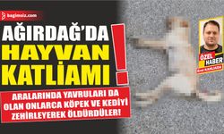 Girne’nin Ağırdağ bölgesinde birçok hayvan, kimliği belirsiz kişi veya kişiler tarafından  zehirleme yöntemiyle katledildi