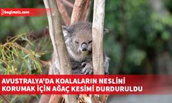 Avustralya'ya özgü keseli memeli koalalar, yaşadıkları ormanlardaki ağaçlara tırmandığı için ormansızlaşmadan büyük ölçüde etkileniyor