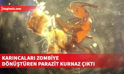 Karıncaları zombiye çeviren parazitin bilinenden daha kurnaz olduğu anlaşıldı