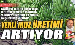 Yerli muz üretimi artıyor