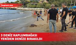 Rehabilite edilen deniz kaplumbağası bugün yeniden denizle buluşturuldu