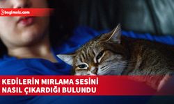 Kedilerin çıkardığı mırlama sesinin gizemi çözüldü