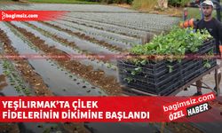 Çilek fideleri toprakla buluşturuluyor